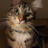 cat, tabby, pet, animal, feline, whiskers, fur, pink_nose, curious, indoor, closeup, looking_up, sitting, ears, collar, cute, domestic_animal, mammal, portrait, face