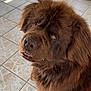 dog, brown_fur, fluffy, outdoor, tile_floor, pet, canine, sitting, looking_up, fur, animal, domestic_animal, companion, bench, garden_hose, natural_light, daylight, ears, nose, mouth