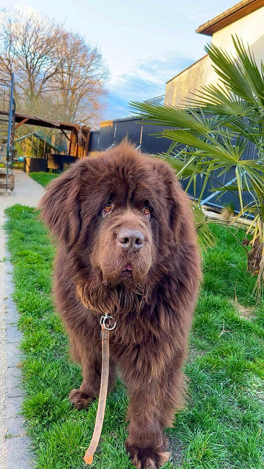 Phénix participe au concours pour gagner de l'argent avec cette photo : dog, brown_dog, fluffy, leash, grass, outdoor, path, tree, plant, fence, sky, pet, canine, nature, garden, collar, large_dog, walking, daylight, animal