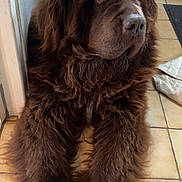 Phénix a rejoint le concours — aidez-le/la à gagner de superbes lots ! dog, brown_dog, large_dog, fluffy, fur, indoor, floor, tile_floor, paws, pet, animal, canine, resting, laying_down, door, home, domestic, companion, looking_away
