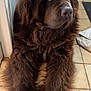 dog, brown_dog, large_dog, fluffy, fur, indoor, floor, tile_floor, paws, pet, animal, canine, resting, laying_down, door, home, domestic, companion, looking_away
