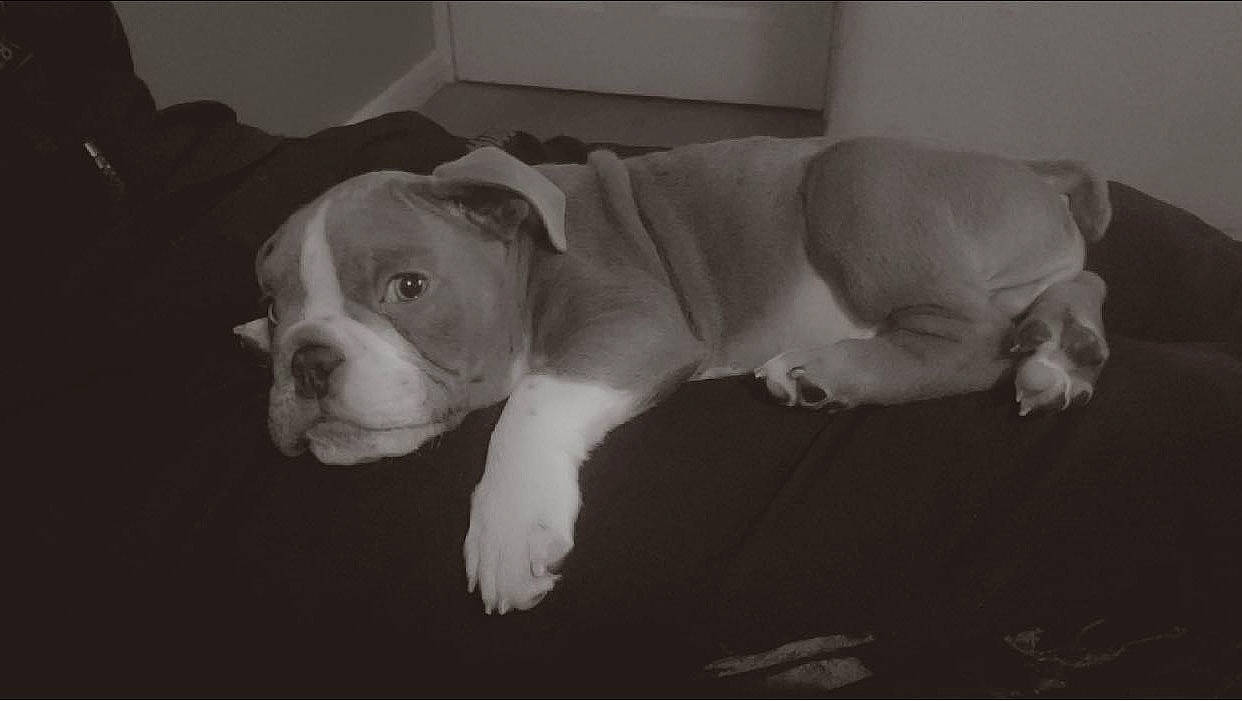 Kingston is registered to the contest to win money with this photo: bored, canidae, carnivore, comfort, companion_dog, dog, dog_breed, flooring, monochrome, monochrome_photography, non_sporting_group, snout, sporting_group, terrestrial_animal, whiskers, white_english_bulldog, working_animal