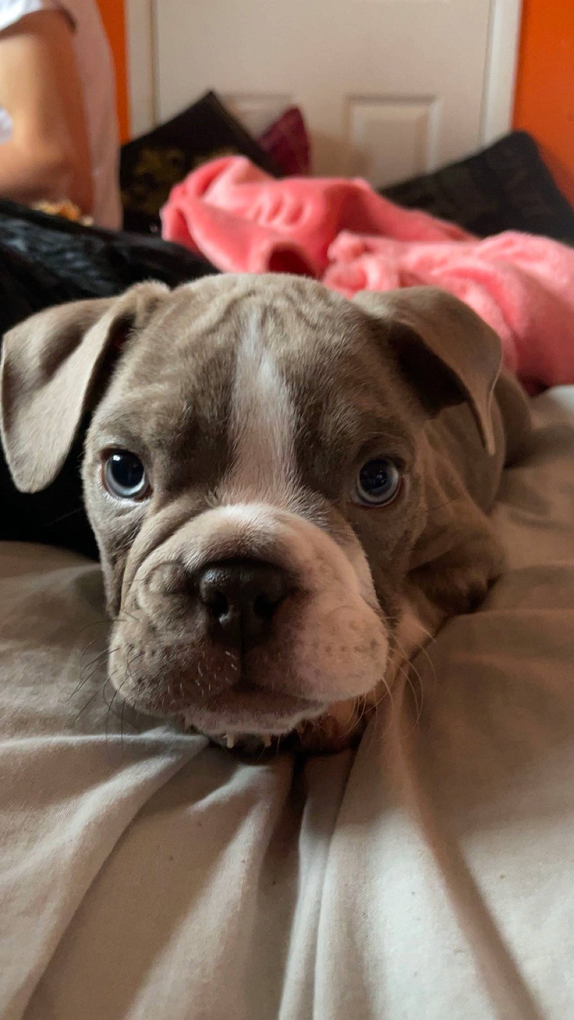 Kingston is registered to the contest to win money with this photo: boxer, canidae, carnivore, comfort, companion_dog, dog, dog_breed, fawn, fur, molosser, non_sporting_group, puppy, snout, sporting_group, terrestrial_animal, toy_dog, whiskers, working_animal, wrinkle