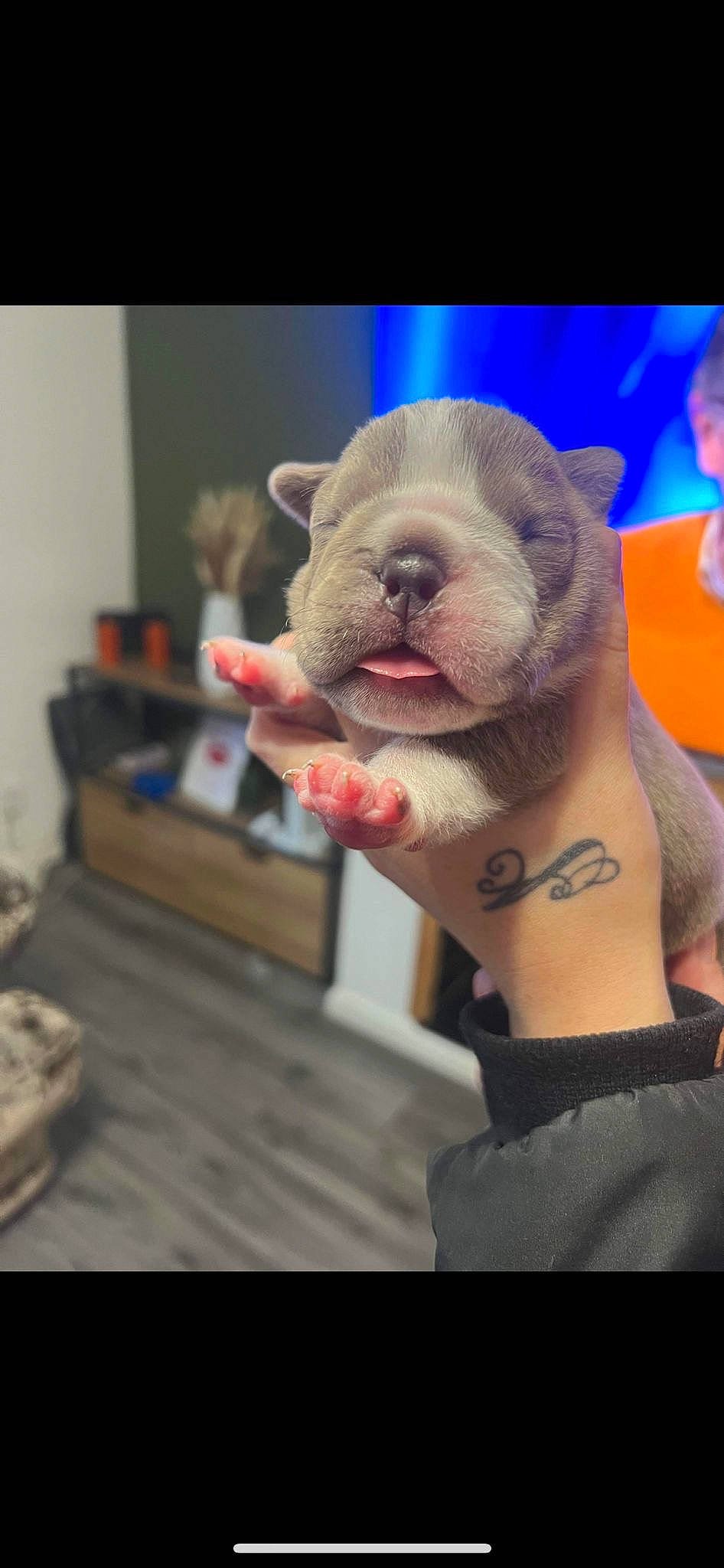 Kingston joined the competition — help win amazing prizes! animated_cartoon, animation, chest, ear, fawn, flesh, fur, human_body, human_leg, jaw, mascot, plush, rabbit, rabbits_and_hares, snout, stuffed_toy, suidae, temporary_tattoo, toy, whiskers