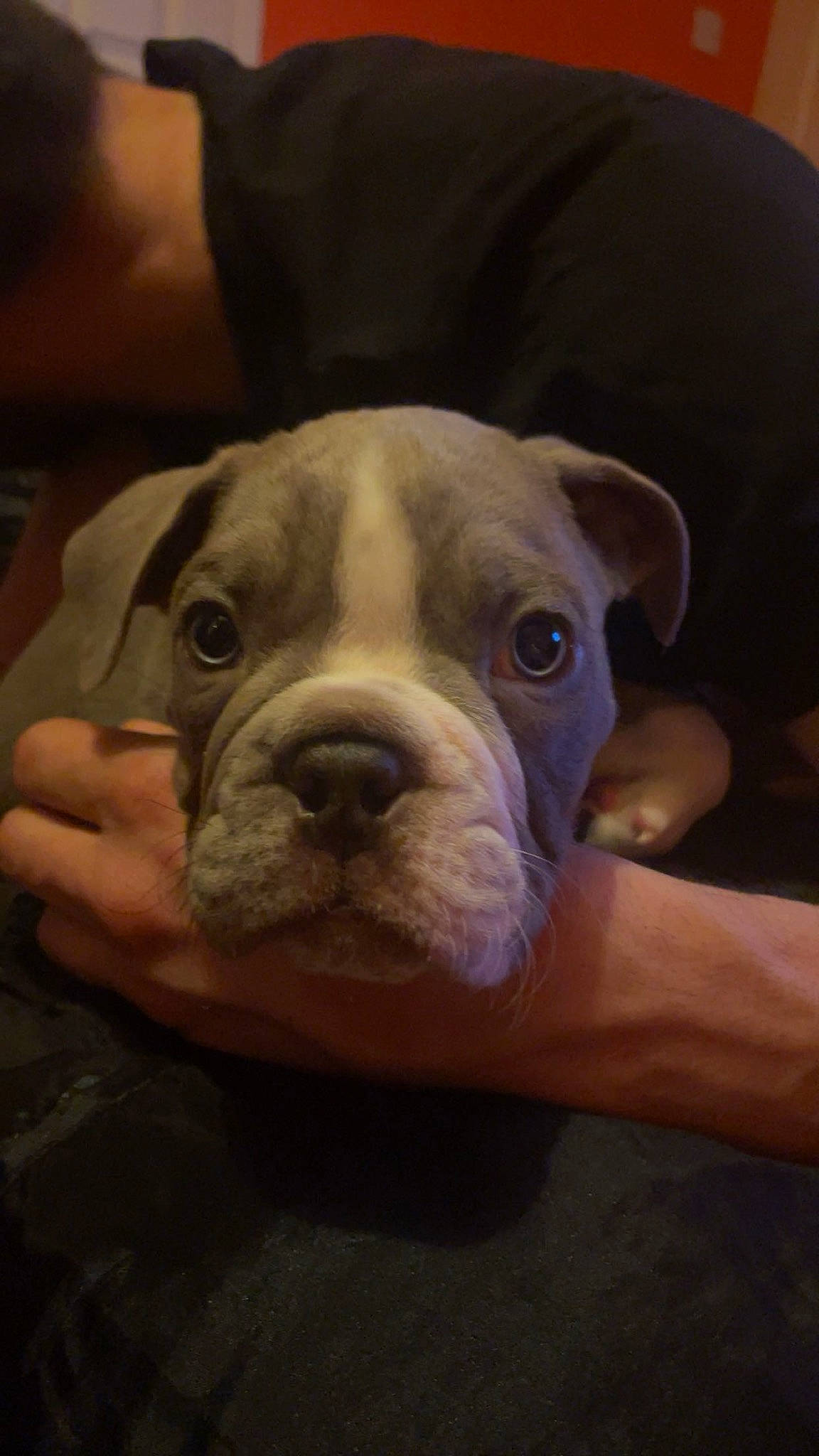 Kingston joined the competition — help win amazing prizes! bulldog, canidae, carnivore, companion_dog, dog, dog_breed, dorset_olde_tyme_bulldogge, fawn, molosser, non_sporting_group, snout, sporting_group, terrestrial_animal, whiskers, working_animal, wrinkle