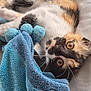Tenga participe au concours pour gagner de l'argent avec cette photo : cat, kitten, calico, pet, towel, blue, blanket, toy, plush, whiskers, eyes, close_up, portrait, fur, bedding, indoor, cozy, playful, lying_down, soft_texture