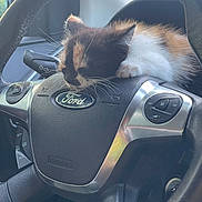 Tenga a rejoint le concours — aidez-le/la à gagner de superbes lots ! cat, kitten, calico_cat, sleeping, steering_wheel, car_interior, ford_logo, dashboard, airbag, whiskers, fur, pet, close_up, leather, window, rearview_mirror, control_buttons, cute, relaxed, seat