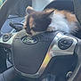 cat, kitten, calico_cat, sleeping, steering_wheel, car_interior, ford_logo, dashboard, airbag, whiskers, fur, pet, close_up, leather, window, rearview_mirror, control_buttons, cute, relaxed, seat