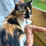 cat, kitten, calico_cat, pet, hand, human_hand, fur, close_up, portrait, bokeh, blurred_background, outdoor, adorable, whiskers, ears, holding, small_animal, domestic_animal, cozy, cute