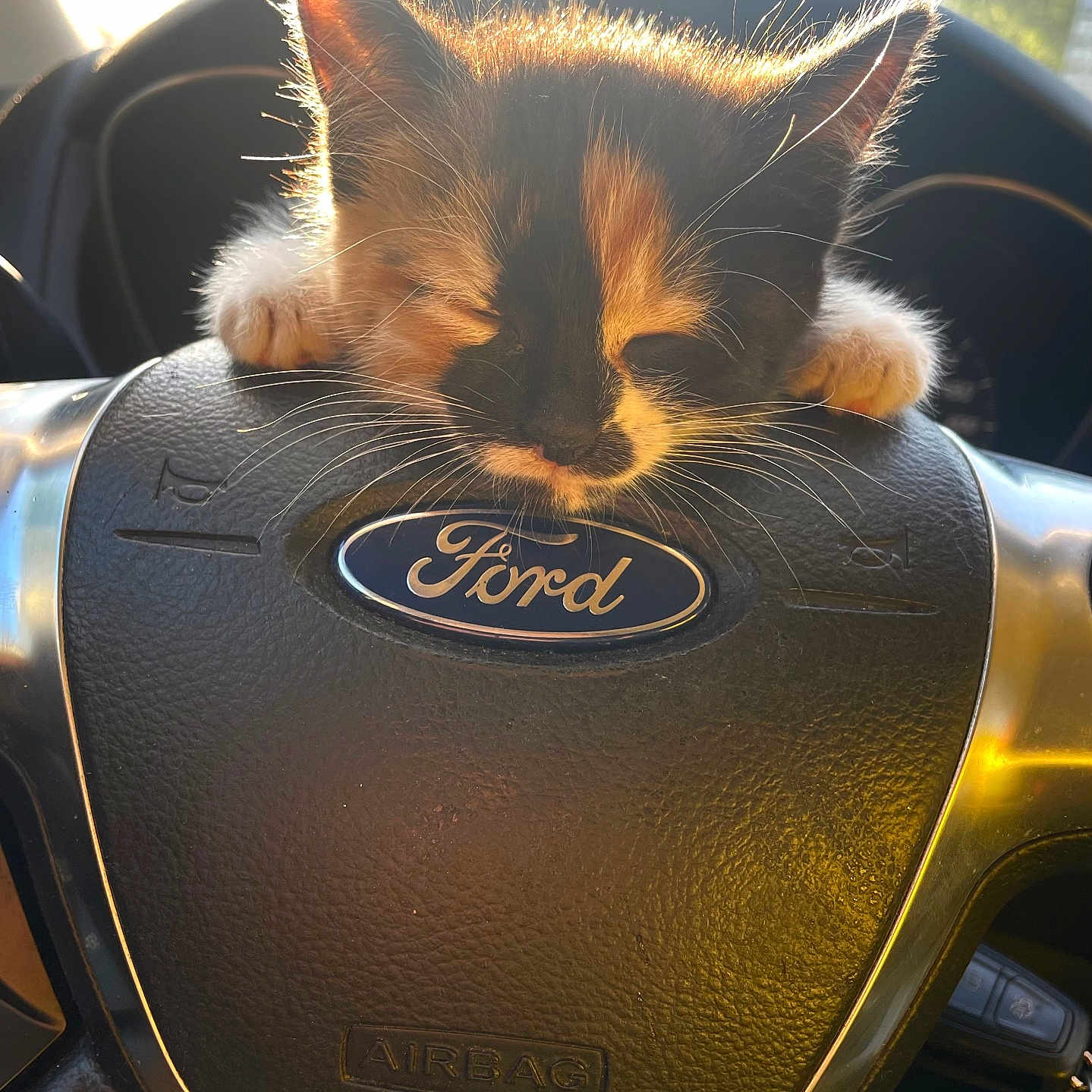 Tenga participe au concours pour gagner de l'argent avec cette photo : airbag, backlit, car_interior, cat, closeup, cuteness, dashboard, ford_logo, fur, interior_design, kitten, nap, paws, pet, portrait, sleeping, steering_wheel, sunlight, vehicle, whiskers