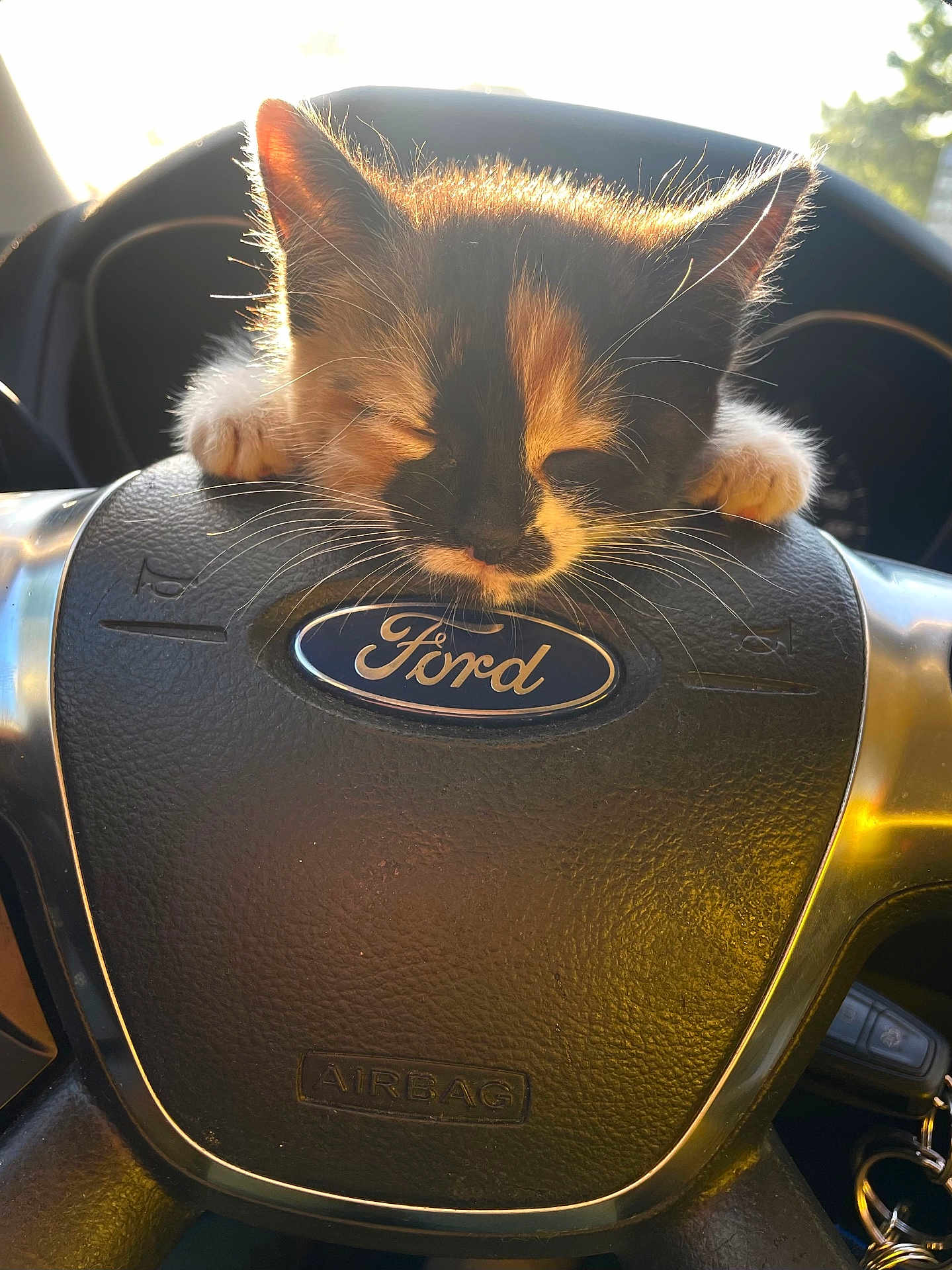 Tenga participe au concours pour gagner de l'argent avec cette photo : kitten, cat, steering_wheel, ford_logo, car_interior, sunlight, backlit, whiskers, paws, airbag, dashboard, closeup, pet, vehicle, fur, sleeping, nap, cuteness, interior_design, portrait