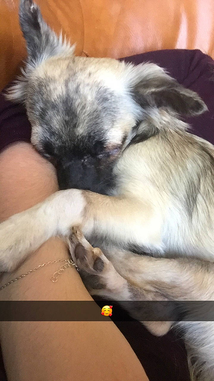 Mowgli participe au concours pour gagner de l'argent avec cette photo : canidae, carnivore, companion_dog, dog, dog_breed, ear, fawn, lhasa_apso, mammal, non_sporting_group, puppy, shih_tzu, snout, sporting_group, tibetan_spaniel, toy_dog, vertebrate