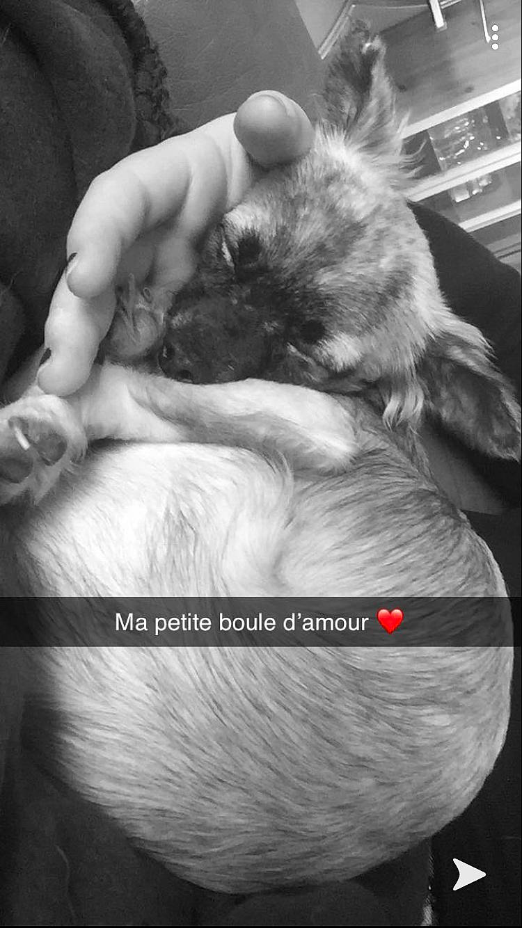 Mowgli a rejoint le concours — aidez-le/la à gagner de superbes lots ! birth, canidae, companion_dog, dog_breed, ear, gesture, hand, photo_caption, photography