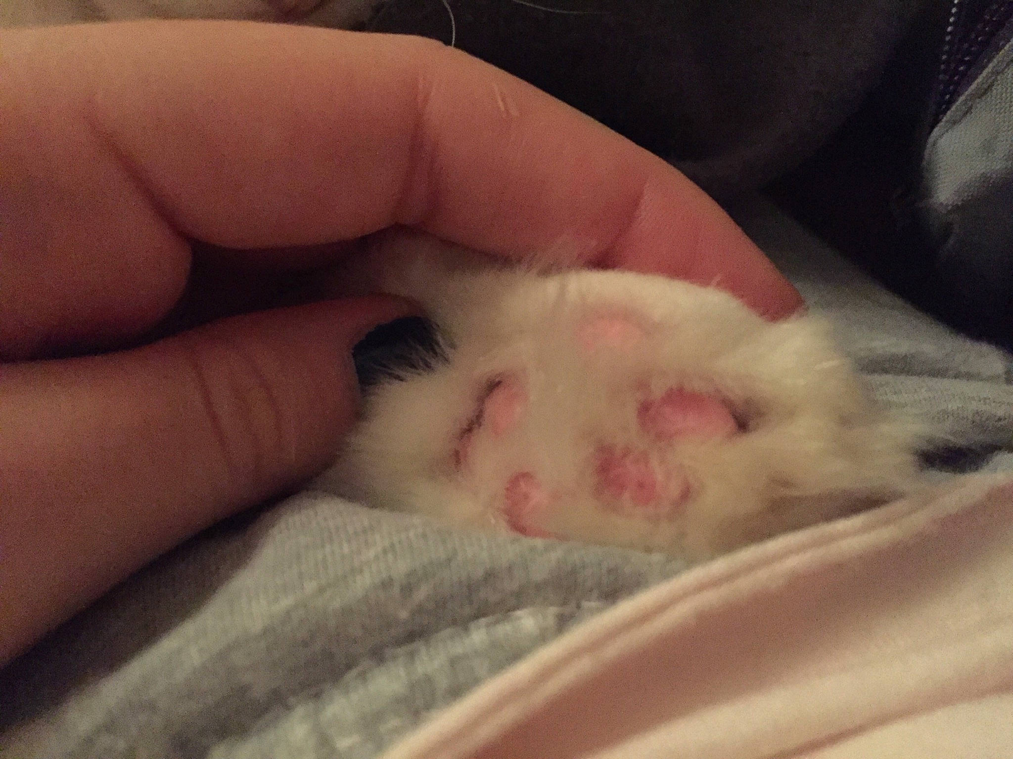 Mouchette a rejoint le concours — aidez-le/la à gagner de superbes lots ! baby, child, claw, ear, fawn, fur, hamster, hand, mouse, muridae, muroidea, nail, nose, paw, rat, rodent, skin, snout, whiskers