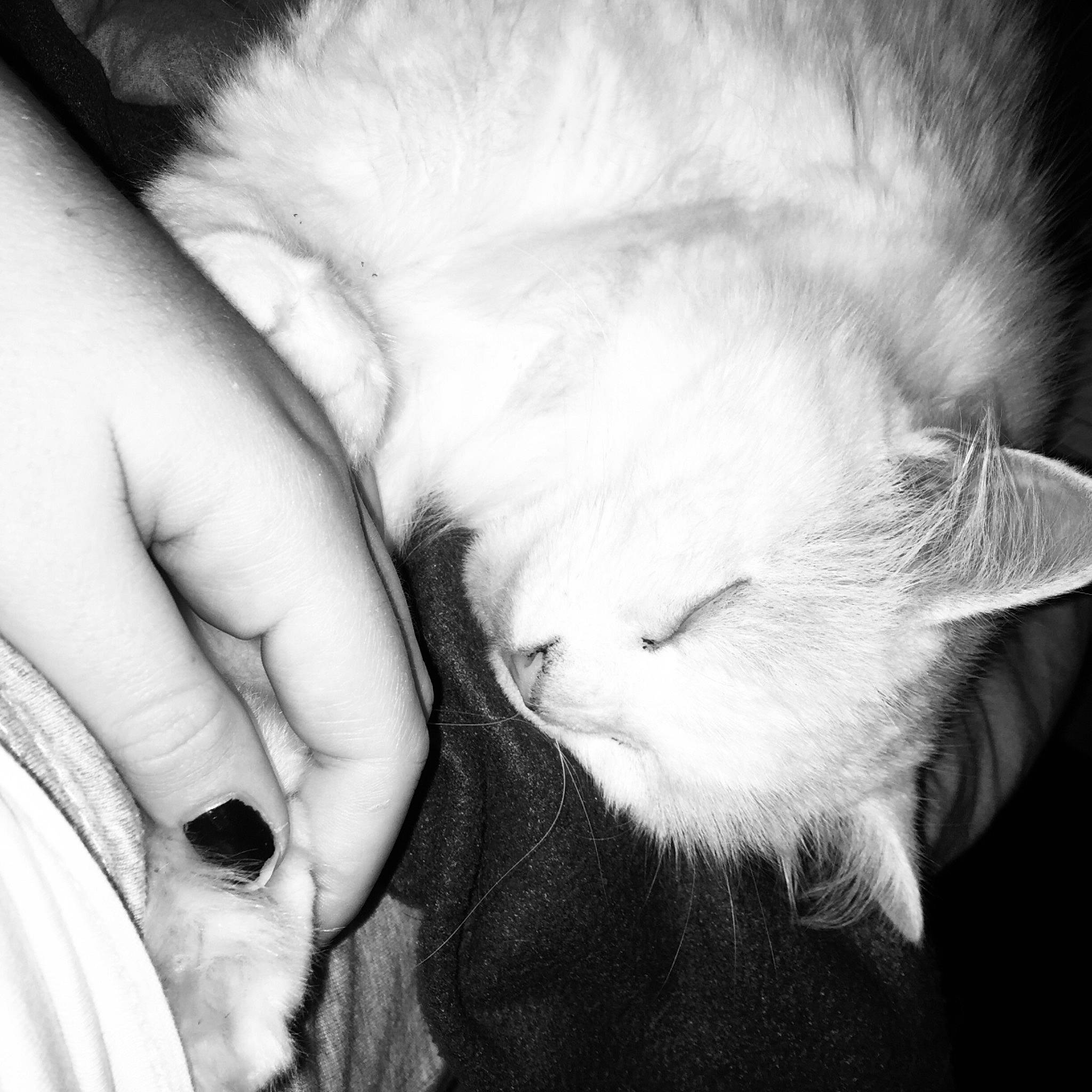 Mouchette participe au concours pour gagner de l'argent avec cette photo : black_and_white, carnivore, cat, child, ear, eye, felidae, fur, gesture, hand, mouth, nose, organ, photography, small_to_medium_sized_cats, snout, whiskers, white