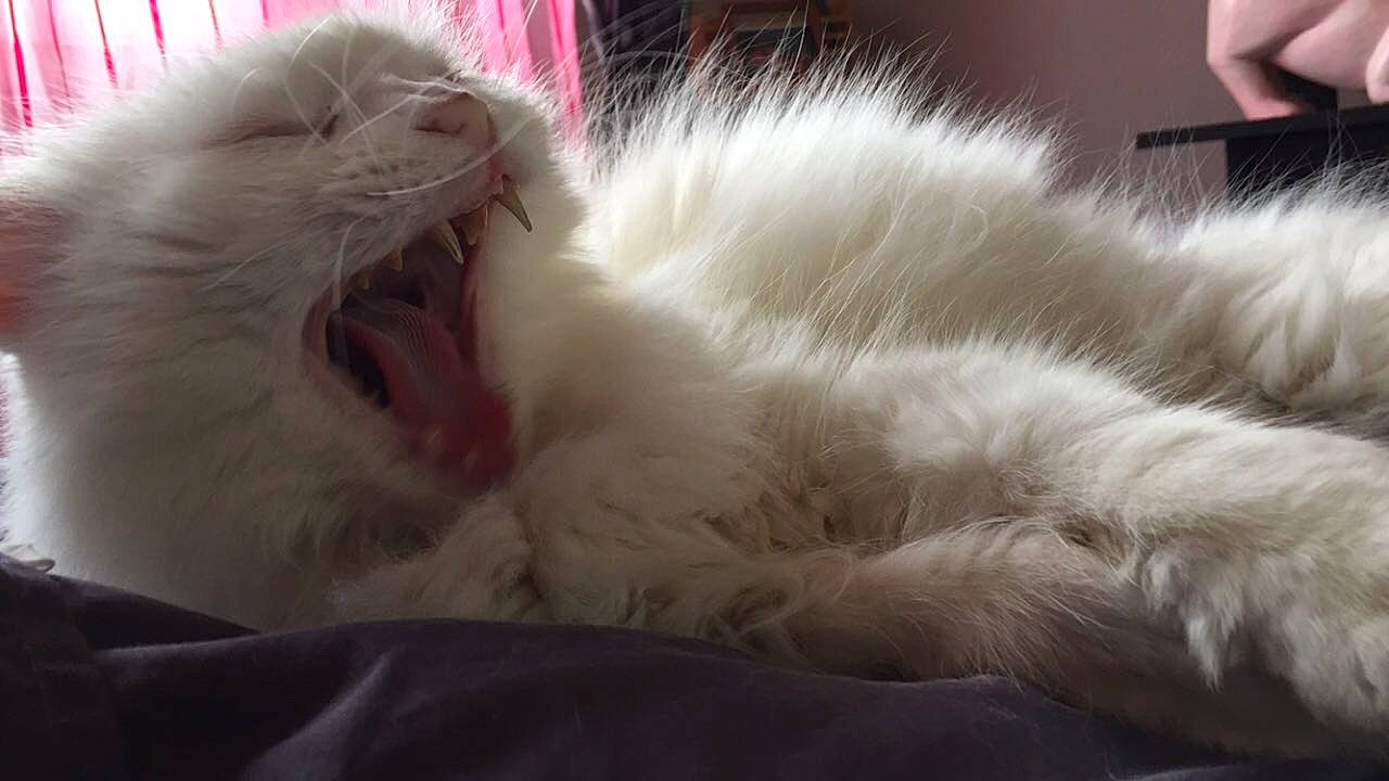 Mouchette participe au concours pour gagner de l'argent avec cette photo : american_curl, british_longhair, carnivore, cat, domestic_long_haired_cat, facial_expression, felidae, fur, mammal, mouth, norwegian_forest_cat, paw, persian, ragamuffin, ragdoll, small_to_medium_sized_cats, turkish_angora, whiskers, yawn