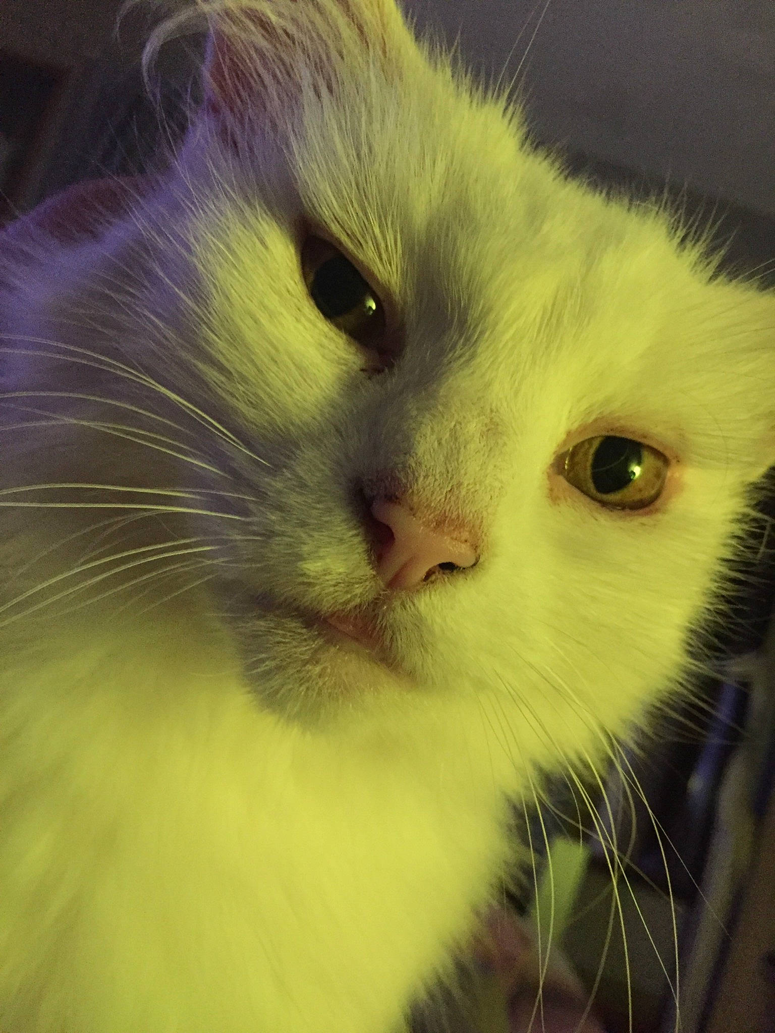 Mouchette a rejoint le concours — aidez-le/la à gagner de superbes lots ! american_curl, asian_semi_longhair, british_semi_longhair, carnivore, cat, close_up, domestic_long_haired_cat, eye, felidae, fur, kitten, mammal, nose, persian, ragamuffin, ragdoll, small_to_medium_sized_cats, snout, turkish_van, whiskers