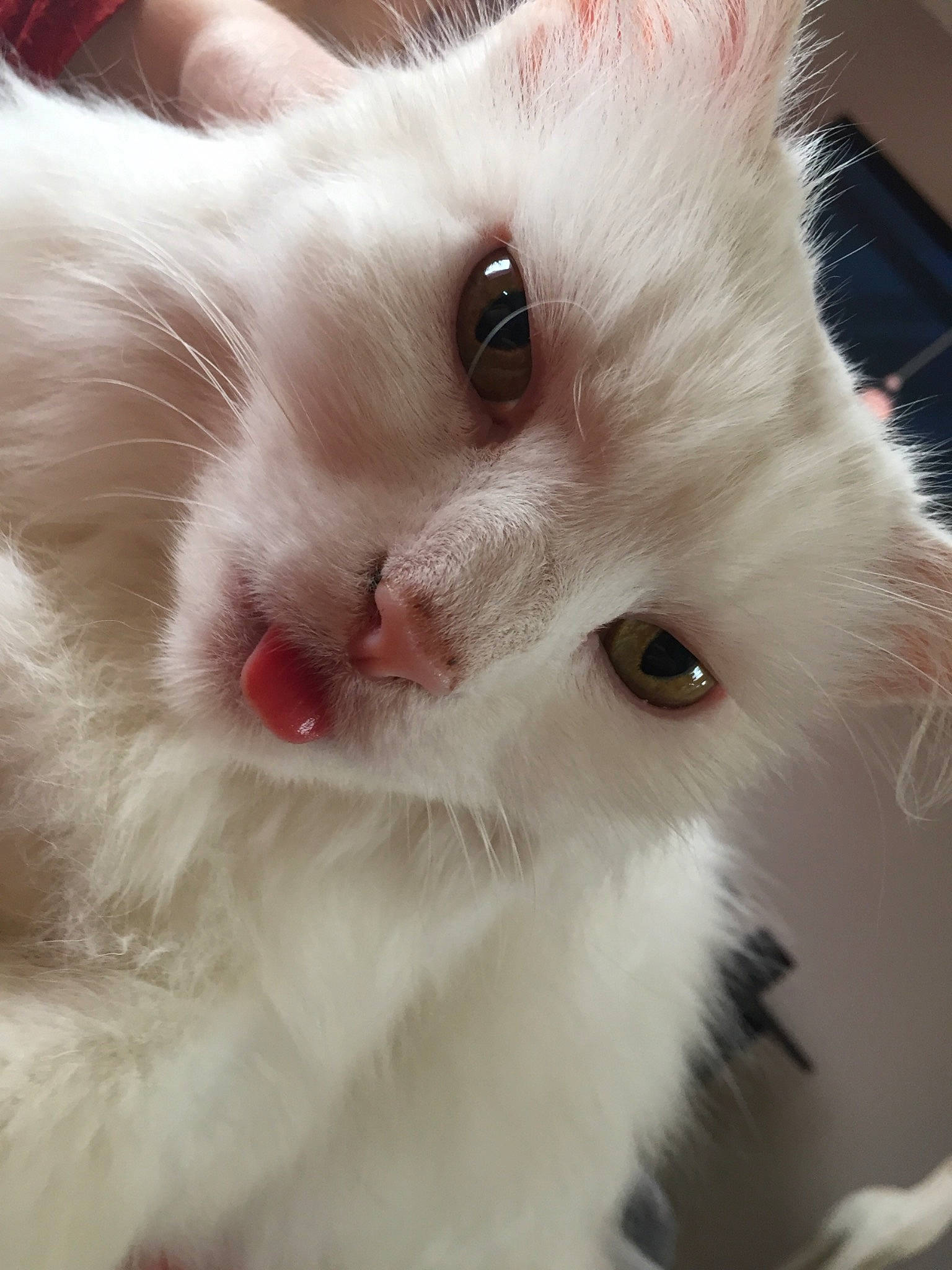 Mouchette a rejoint le concours — aidez-le/la à gagner de superbes lots ! british_semi_longhair, carnivore, cat, close_up, colorpoint_shorthair, domestic_long_haired_cat, ear, eye, felidae, fur, khao_manee, kitten, mammal, nose, ragdoll, small_to_medium_sized_cats, snout, turkish_angora, turkish_van, whiskers