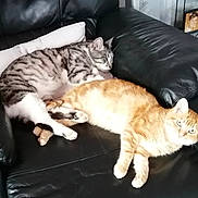 Minouche Et Minette a rejoint le concours — aidez-le/la à gagner de superbes lots ! cat, tabby_cat, ginger_cat, leather_couch, pillow, indoor, pet, sleeping, resting, feline, animal, cozy, relaxation, fur, whiskers, paw, domestic_animal, cute, companion, living_room