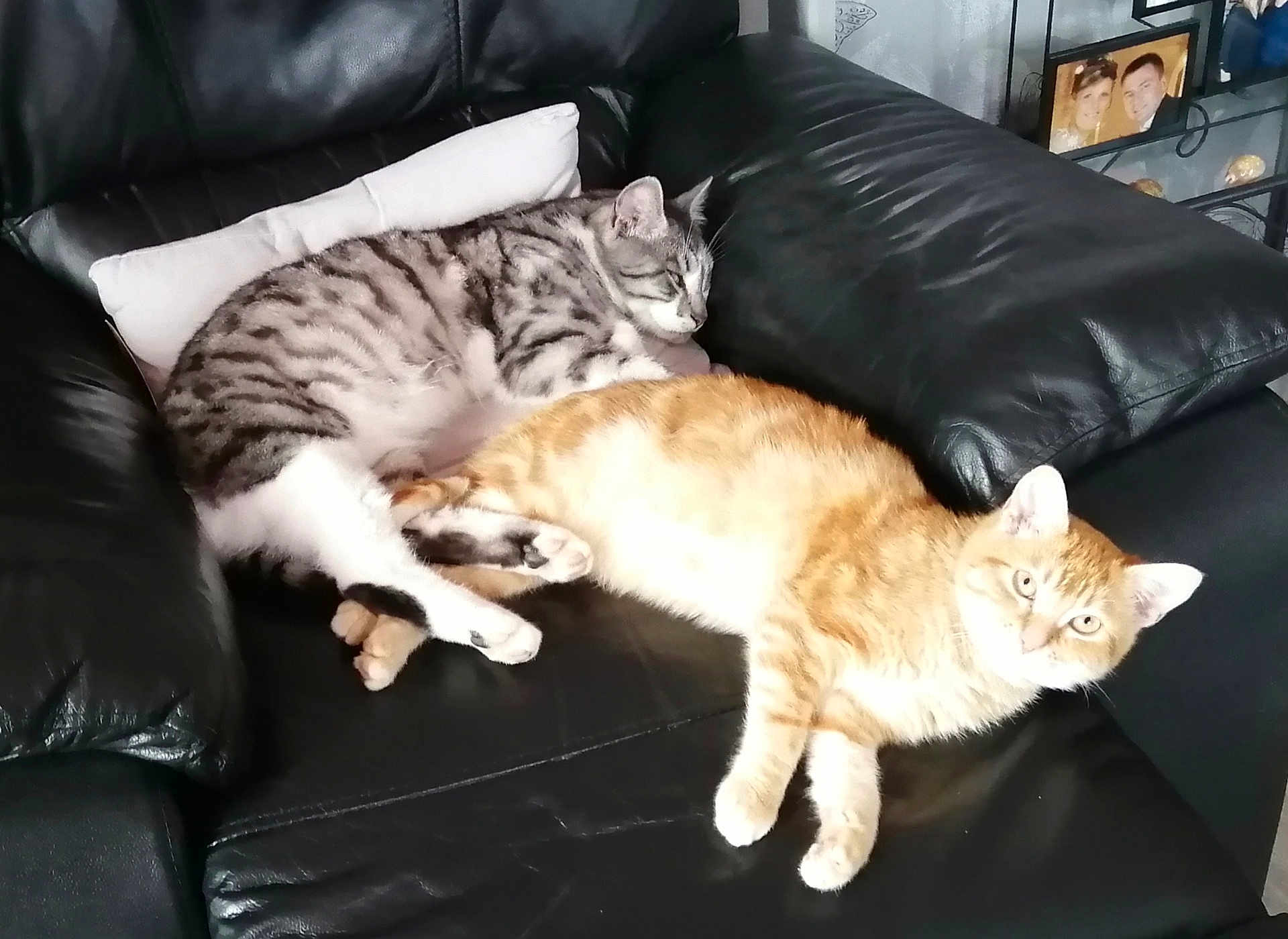 Minouche Et Minette a rejoint le concours — aidez-le/la à gagner de superbes lots ! cat, tabby_cat, ginger_cat, leather_couch, pillow, indoor, pet, sleeping, resting, feline, animal, cozy, relaxation, fur, whiskers, paw, domestic_animal, cute, companion, living_room