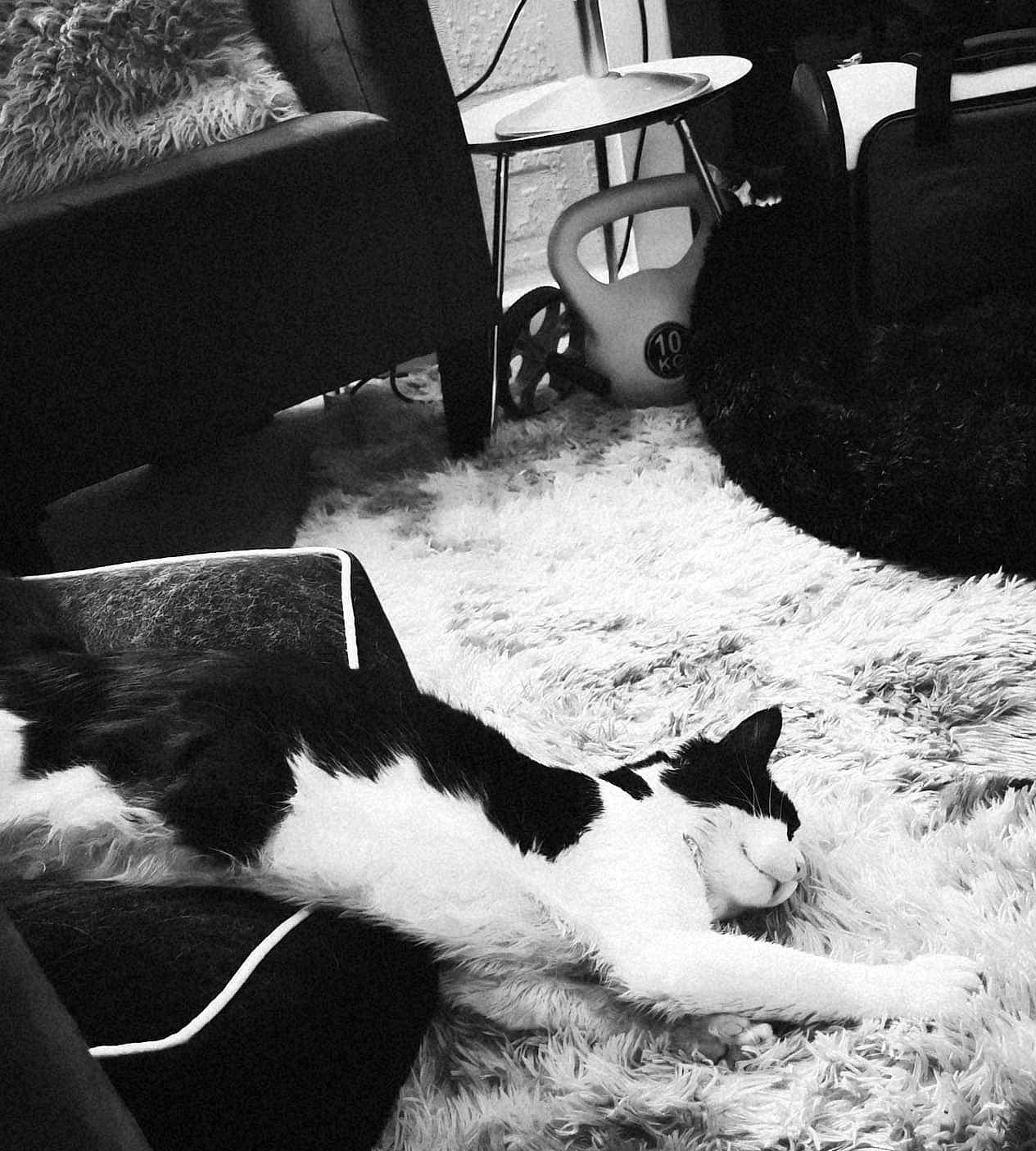 Badger is registered to the contest to win money with this photo: black, black_and_white, carnivore, cat, chair, comfort, felidae, light, mammal, monochrome, monochrome_photography, photograph, sky, small_to_medium_sized_cats, snapshot, snout, style, tints_and_shades, whiskers, white