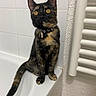 Muxu a rejoint le concours — aidez-le/la à gagner de superbes lots ! abyssinian, accessories, animal, bathing, bathroom, bathtub, cat, collar, curtain, homedecor, indoors, interiordesign, kitten, manx, person, pet, room, sink, strap, tub