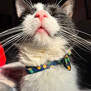 Lucifer is registered to the contest to win money with this photo: cat, close_up, black_and_white, pink_nose, whiskers, bow_tie, pineapple_pattern, indoor, sunlight, pet, fur, cute, animal, portrait, feline, domestic_cat, face, nose, whiskers_long, collar