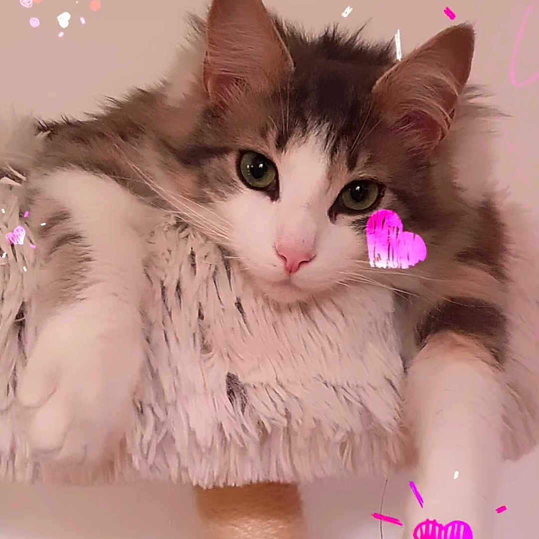 Quenel a rejoint le concours — aidez-le/la à gagner de superbes lots ! adorable, animal, cat, closeup, cozy, cute, domestic, ears, face, feline, fluffy, fur, heart, indoor, paws, perch, pet, pink, relaxed, whiskers