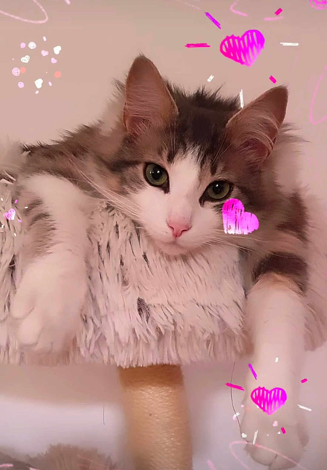 Quenel a rejoint le concours — aidez-le/la à gagner de superbes lots ! cat, fluffy, pet, animal, cute, feline, indoor, relaxed, perch, cozy, pink, heart, adorable, whiskers, paws, face, ears, fur, closeup, domestic