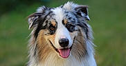 Aarón a rejoint le concours — aidez-le/la à gagner de superbes lots ! animal, australian_shepherd, canine, cute, dog, ears, face, fluffy, friendly, fur, green_background, happy, looking_at_camera, muzzle, nature, outdoor, pet, portrait, smiling, tongue