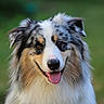 animal, australian_shepherd, canine, cute, dog, ears, face, fluffy, friendly, fur, green_background, happy, looking_at_camera, muzzle, nature, outdoor, pet, portrait, smiling, tongue