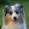 animal, australian_shepherd, canine, closeup, cute, dog, ears, face, fluffy, friendly, fur, green_background, happy, mammal, nature, outdoor, pet, portrait, smiling, tongue_out