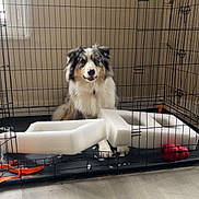 Aarón a rejoint le concours — aidez-le/la à gagner de superbes lots ! animal, cage, calm, canine, chew_toy, collar, crate, dog, floor, foam, fur, furniture, home, indoor, light, metal, pet, resting, toy, window