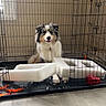 dog, crate, indoor, floor, window, toy, foam, pet, furniture, animal, cage, metal, fur, play, waiting, tricolor, canine, room, light, household