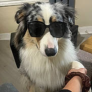 Aarón a rejoint le concours — aidez-le/la à gagner de superbes lots ! animal, black, brown, carpet, chair, curtains, cute, dog, fur, gray, handshake, human_hand, indoor, pet, portrait, scrunchie, sunglasses, table, white, window
