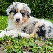 Aarón participe au concours pour gagner de l'argent avec cette photo : adorable, animal, australian_shepherd, canine, cute, daylight, dog, fluffy, fur, garden, grass, greenery, lying_down, mammal, nature, outdoor, pet, puppy, relaxing, young_animal