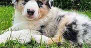 Aarón participe au concours pour gagner de l'argent avec cette photo : adorable, animal, australian_shepherd, canine, cute, daylight, dog, fluffy, fur, garden, grass, greenery, lying_down, mammal, nature, outdoor, pet, puppy, relaxing, young_animal