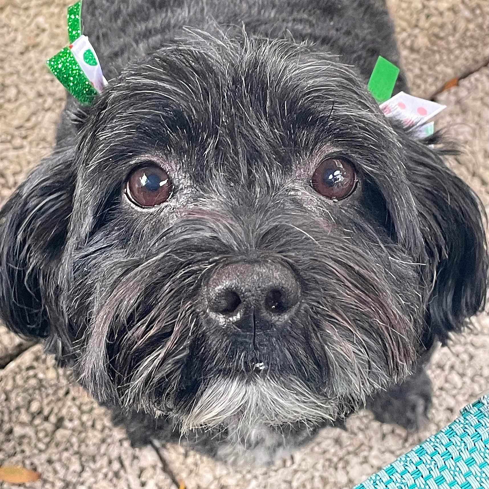 Gracie