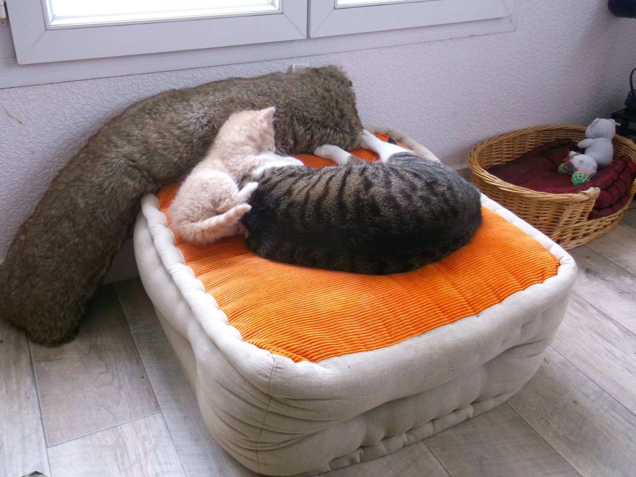 Jackson a rejoint le concours — aidez-le/la à gagner de superbes lots ! cat, cat_bed, comfort, felidae, fur, furniture, nap, room, small_to_medium_sized_cats, tail, wool