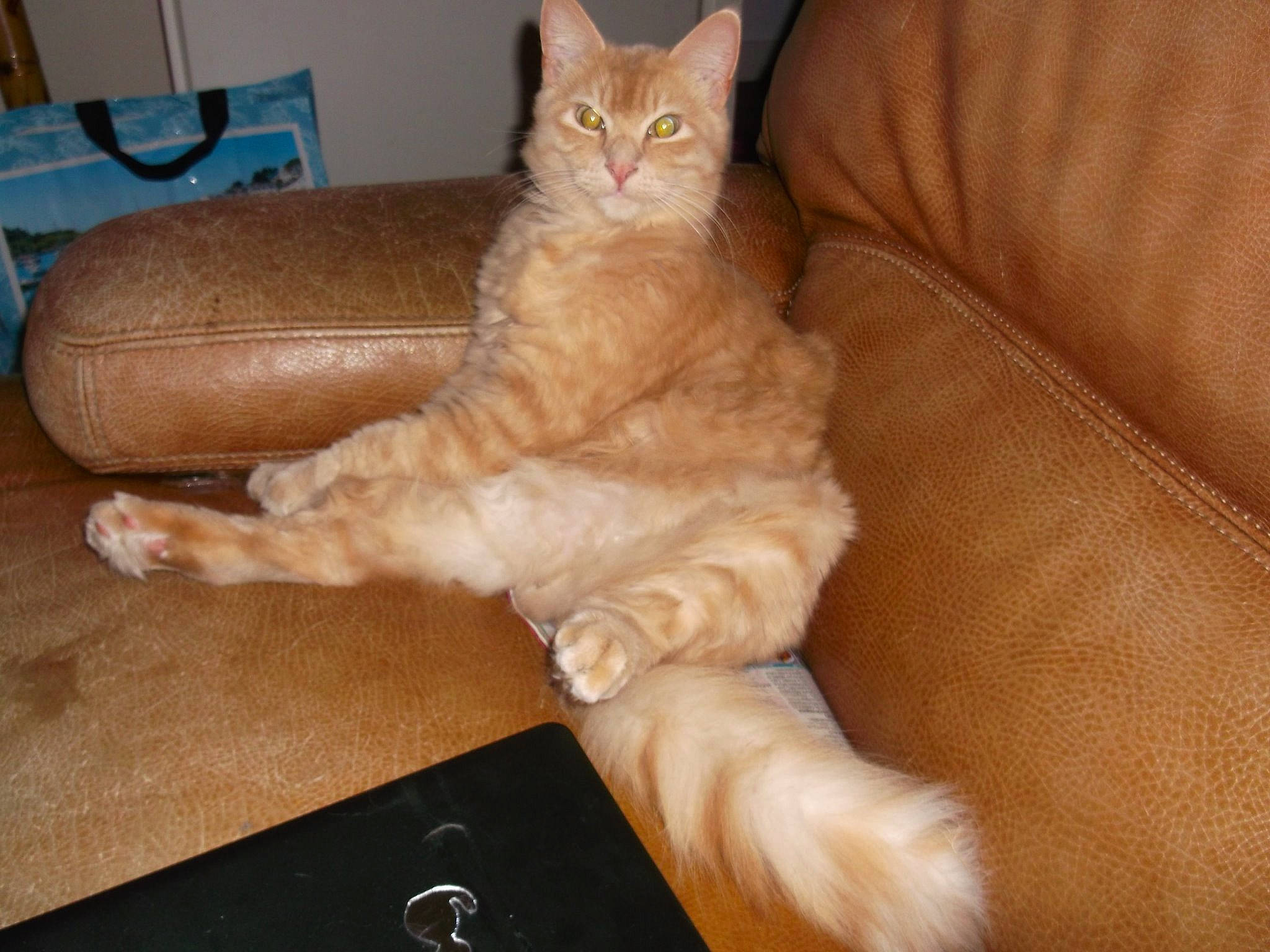 Soprano participe au concours pour gagner de l'argent avec cette photo : arabian_mau, asian, australian_mist, carnivore, cat, claw, domestic_long_haired_cat, european_shorthair, fawn, felidae, german_rex, mammal, oriental_longhair, polydactyl_cat, small_to_medium_sized_cats, tabby_cat, tail, turkish_angora, vertebrate, whiskers