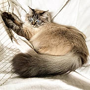 Barbara a rejoint le concours — aidez-le/la à gagner de superbes lots ! cat, fluffy, blue_eyes, tail, animal, pet, feline, resting, blanket, soft, cozy, indoor, cute, fur, whiskers, relaxed, sleepy, domestic_animal, mammal, nose