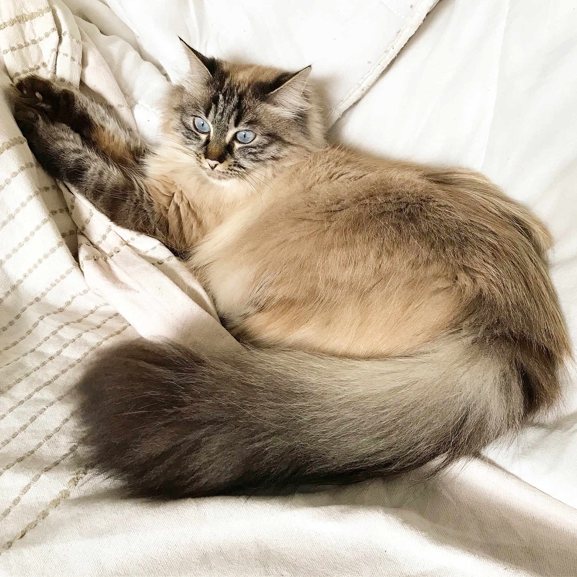 Barbara a rejoint le concours — aidez-le/la à gagner de superbes lots ! animal, blanket, blue_eyes, cat, cozy, cute, domestic_animal, feline, fluffy, fur, indoor, mammal, nose, pet, relaxed, resting, sleepy, soft, tail, whiskers