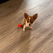 Betty participe au concours pour gagner de l'argent avec cette photo : puppy, dog, small_dog, brown_and_white, pet, indoor, wooden_floor, ball, toy, cute, playful, animal, young_dog, looking_up, tongue_out, flooring, domestic_animal, companion, adorable, tiny