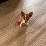puppy, dog, small_dog, brown_and_white, pet, indoor, wooden_floor, ball, toy, cute, playful, animal, young_dog, looking_up, tongue_out, flooring, domestic_animal, companion, adorable, tiny