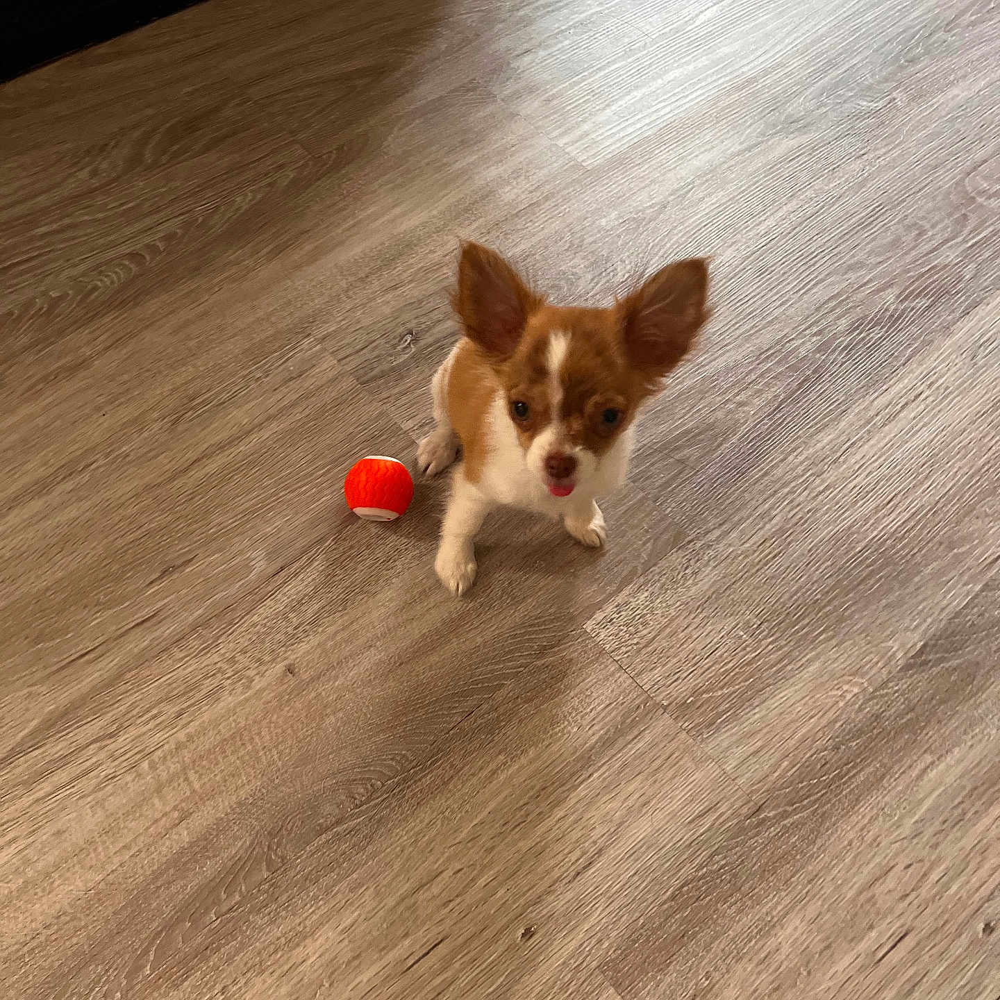 Betty participe au concours pour gagner de l'argent avec cette photo : puppy, dog, small_dog, brown_and_white, pet, indoor, wooden_floor, ball, toy, cute, playful, animal, young_dog, looking_up, tongue_out, flooring, domestic_animal, companion, adorable, tiny