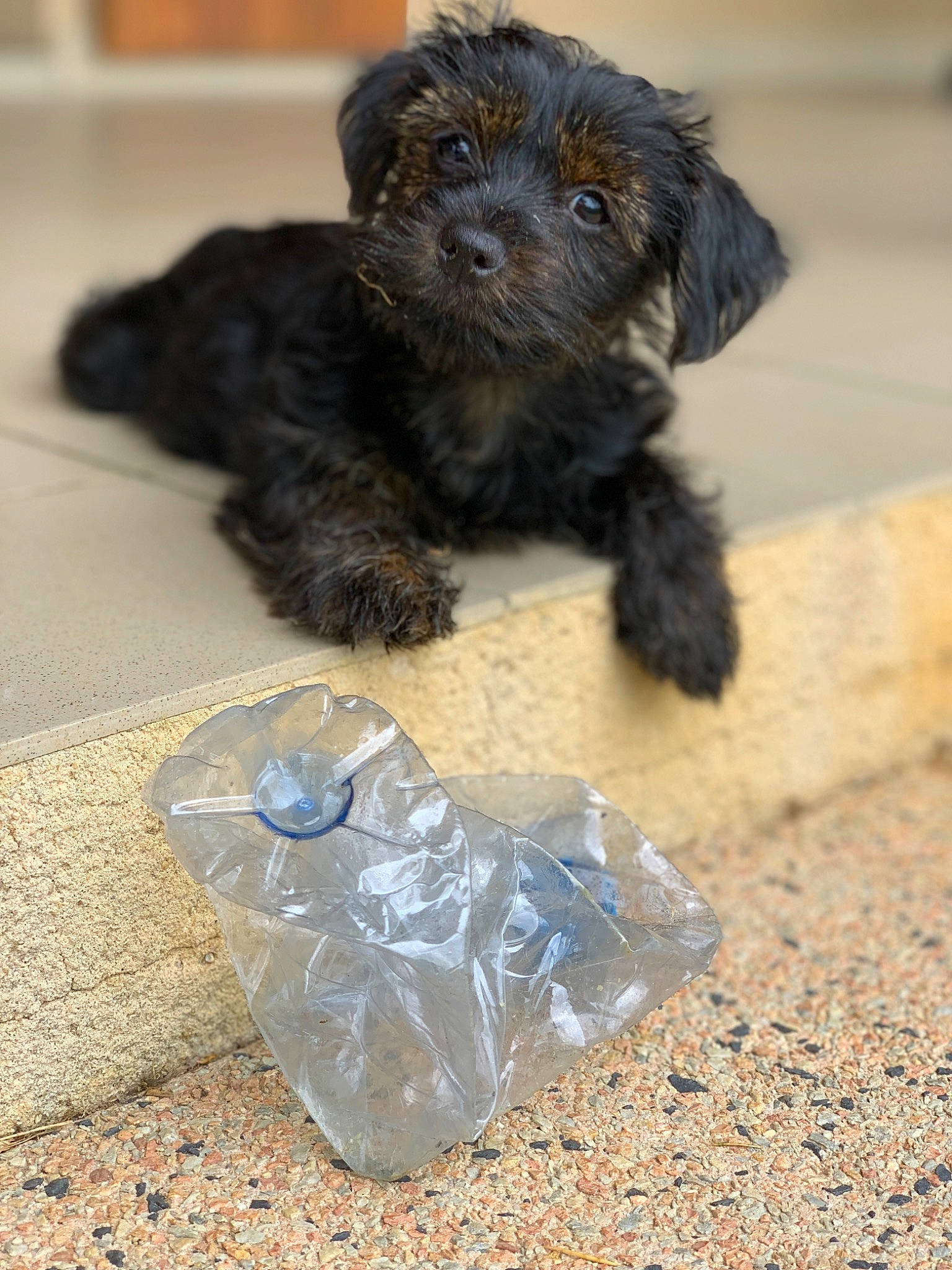 Plume a rejoint le concours — aidez-le/la à gagner de superbes lots ! affenpinscher, bolonka, canidae, carnivore, cavapoo, cockapoo, dog, dog_breed, havanese, labradoodle, mammal, poodle_crossbreed, puppy, rare_breed_dog, schnoodle, shih_poo, sporting_group, terrier, vertebrate, yorkipoo