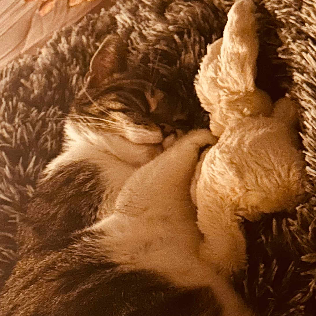 Praline a rejoint le concours — aidez-le/la à gagner de superbes lots ! animal, blanket, bunny, cat, closeup, comfort, cozy, cuddling, cute, fur, indoor, pet, relaxation, resting, sleeping, snuggling, stuffed_animal, tabby, texture, warm_lighting