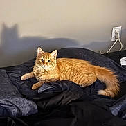 Oliver joined the competition — help win amazing prizes! cat, ginger_cat, pet, indoor, bed, blanket, shadow, fur, animal, relaxing, cute, domestic, whiskers, tail, ears, feline, resting, home, cozy, orange