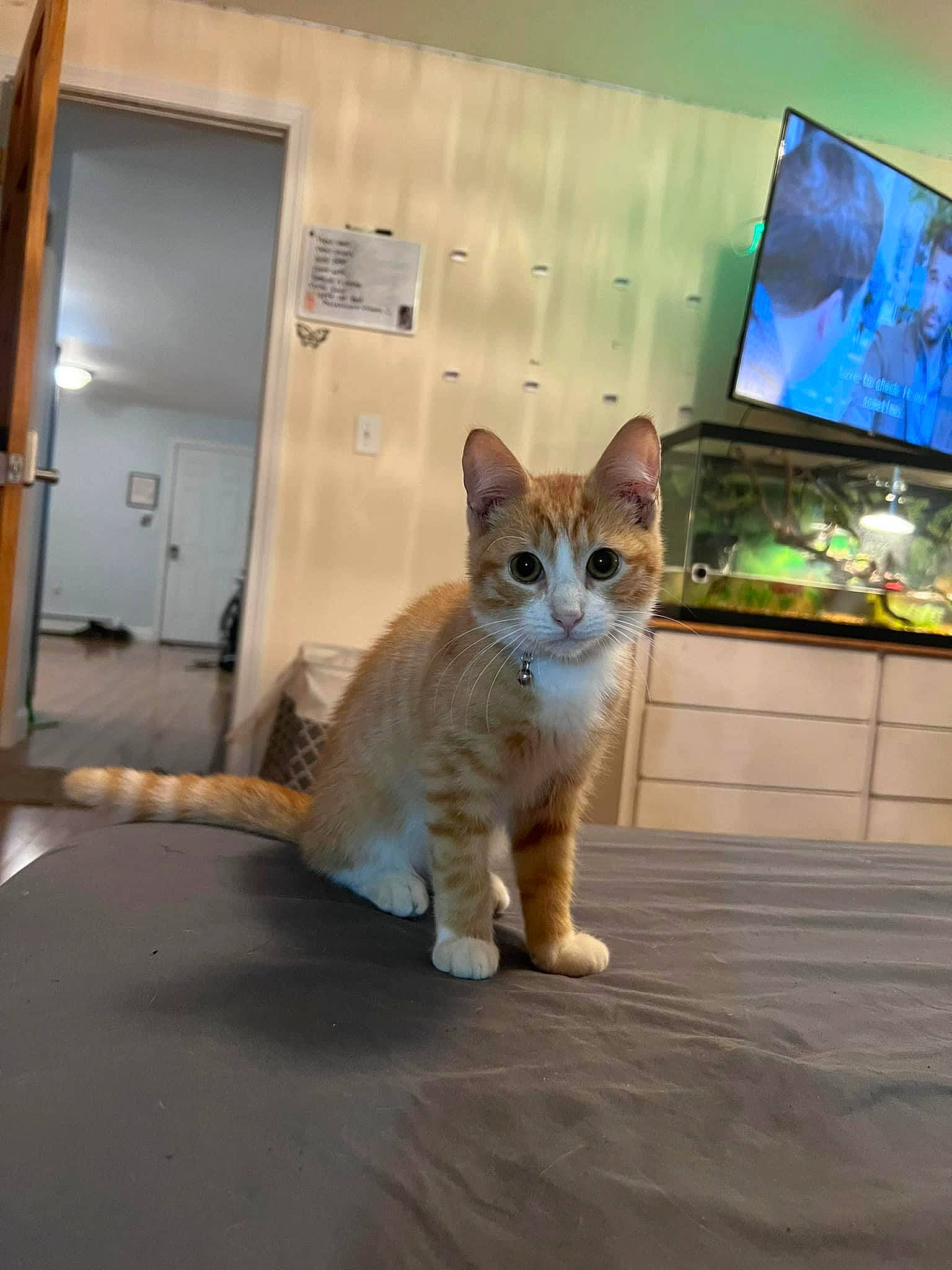 Chandler joined the competition — help win amazing prizes! carnivore, cat, domestic_short_haired_cat, door, fawn, felidae, flooring, fur, led_backlit_lcd_display, paw, sitting, small_to_medium_sized_cats, tail, visual_arts, whiskers, window, wood