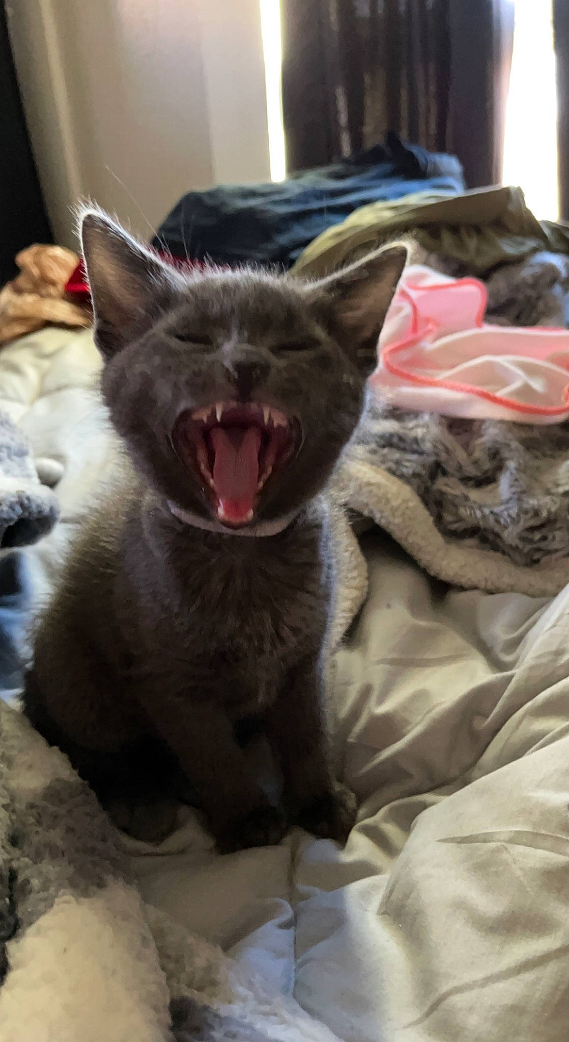 Jellie Bean joined the competition — help win amazing prizes! carnivore, cat, claw, comfort, domestic_short_haired_cat, fang, felidae, fur, grey, jaw, russian_blue, small_to_medium_sized_cats, snout, whiskers, yawn